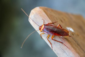 ALMAN HAMAM BÖCEĞİ Kalorifer böceği İlaçlama